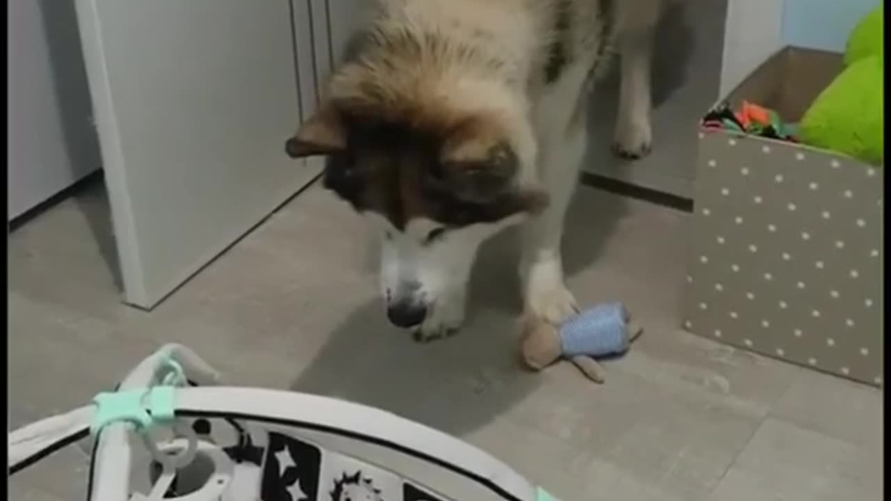 Dog meets Baby for the first time