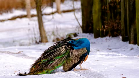 multicolored peacock bird