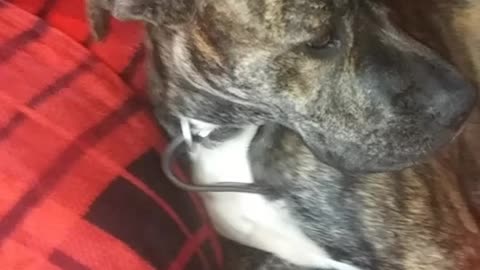 The puppy nap
