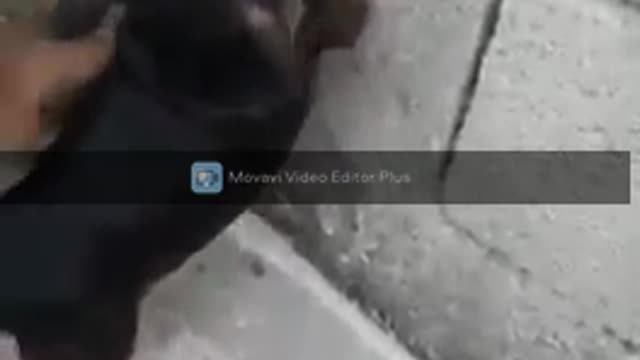 searched dog