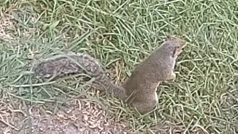 Cute squirrel