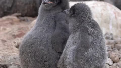 Penguin chicks can sit down without a chair. They are like a roly-poly toy. 🇦🇶 Cape Hallett