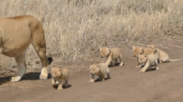 Walking with Baby Lion Videos