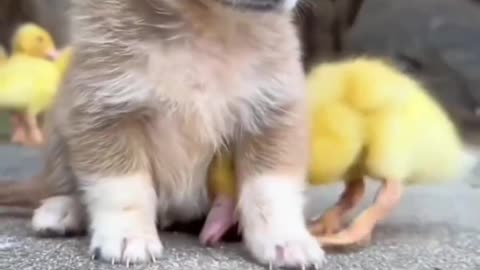 Dog and duck bestfriends 🤝