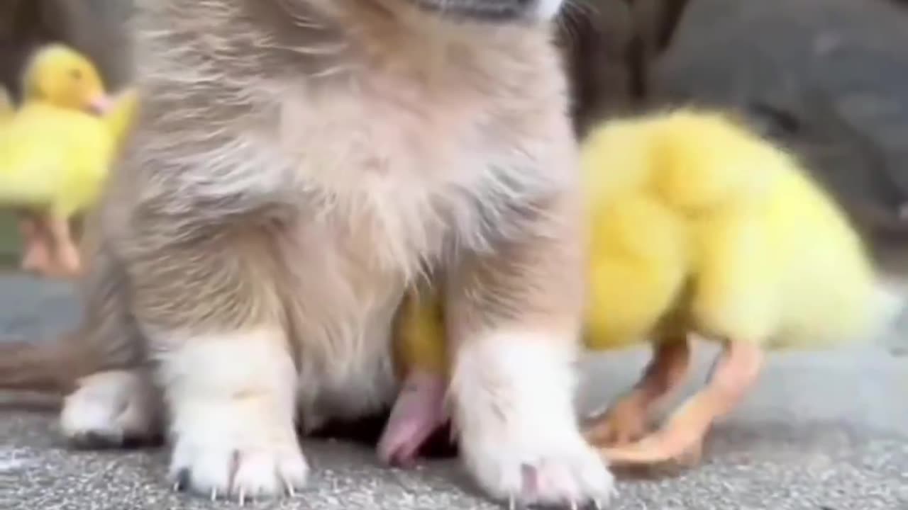 Dog and duck bestfriends 🤝