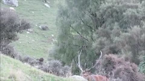 Roaring Red Stag New Zealand