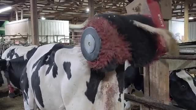 Cows getting wild in the barn this morning