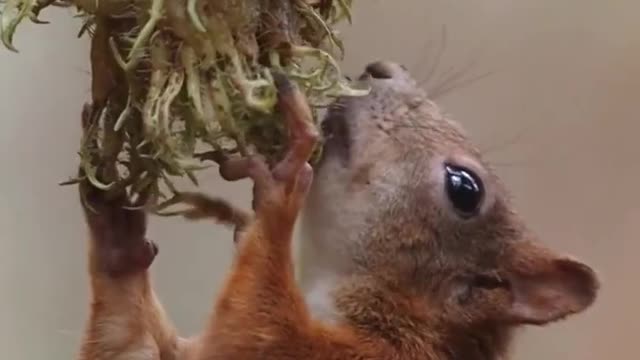 Beautiful view of Squirrel 🐿️ fighting for food