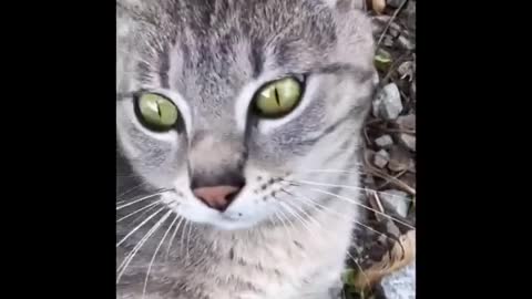 Human: "Hello" Cat: "GO AWAY"