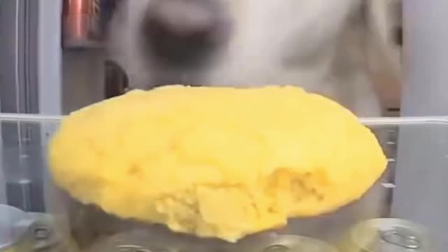 Videos Compilation 2021 | Put the camcorder in the fridge when away from home