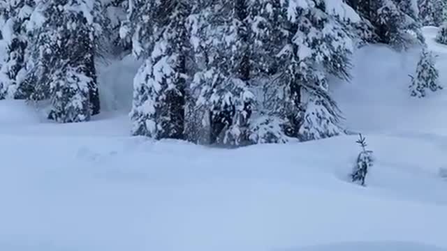 Guys Rescue Trapped Moose