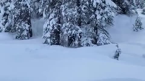 Guys Rescue Trapped Moose