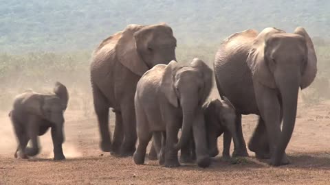 African elephants walking on a dusty ground