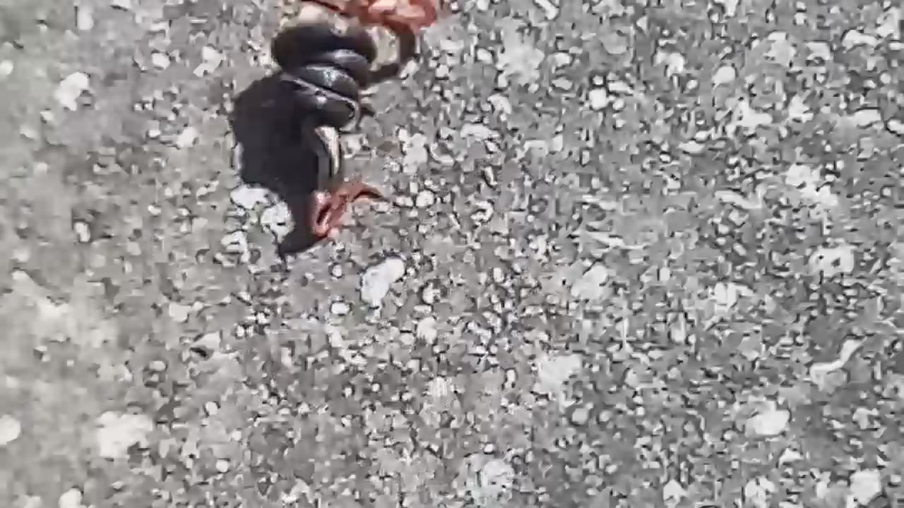 Small snake trying to eat a lizard