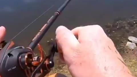 This is a beautiful and charming water-dwelling species