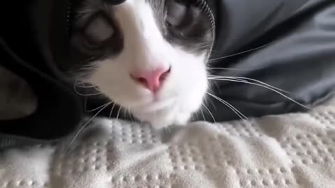 Cute cat video