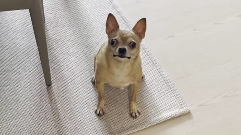 Happy chihuahua