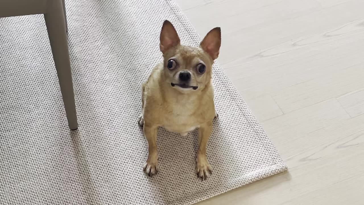 Happy chihuahua