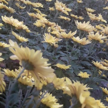 Chrysanthemums diagonally