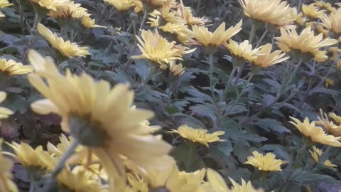 Chrysanthemums diagonally