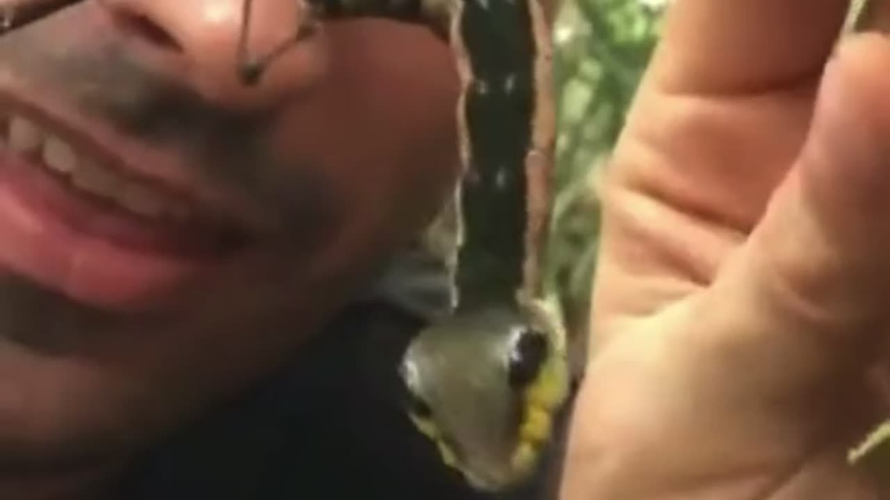 Have you ever seen a snake caterpillar?