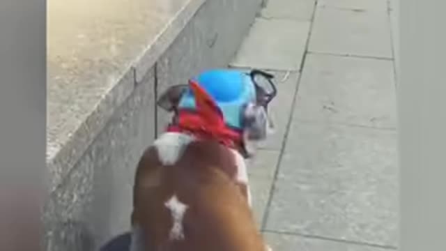 Dogs Are The Best!!!