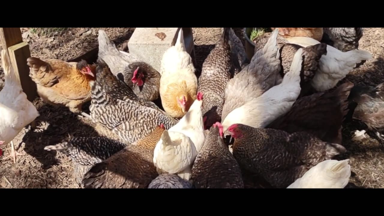 Pineapple upside-down cake turned right-side up. Chickens don't care.