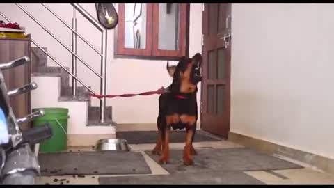 Dog Singing Despacito! Despacito Cover By Dog | Dog Version of Despacito