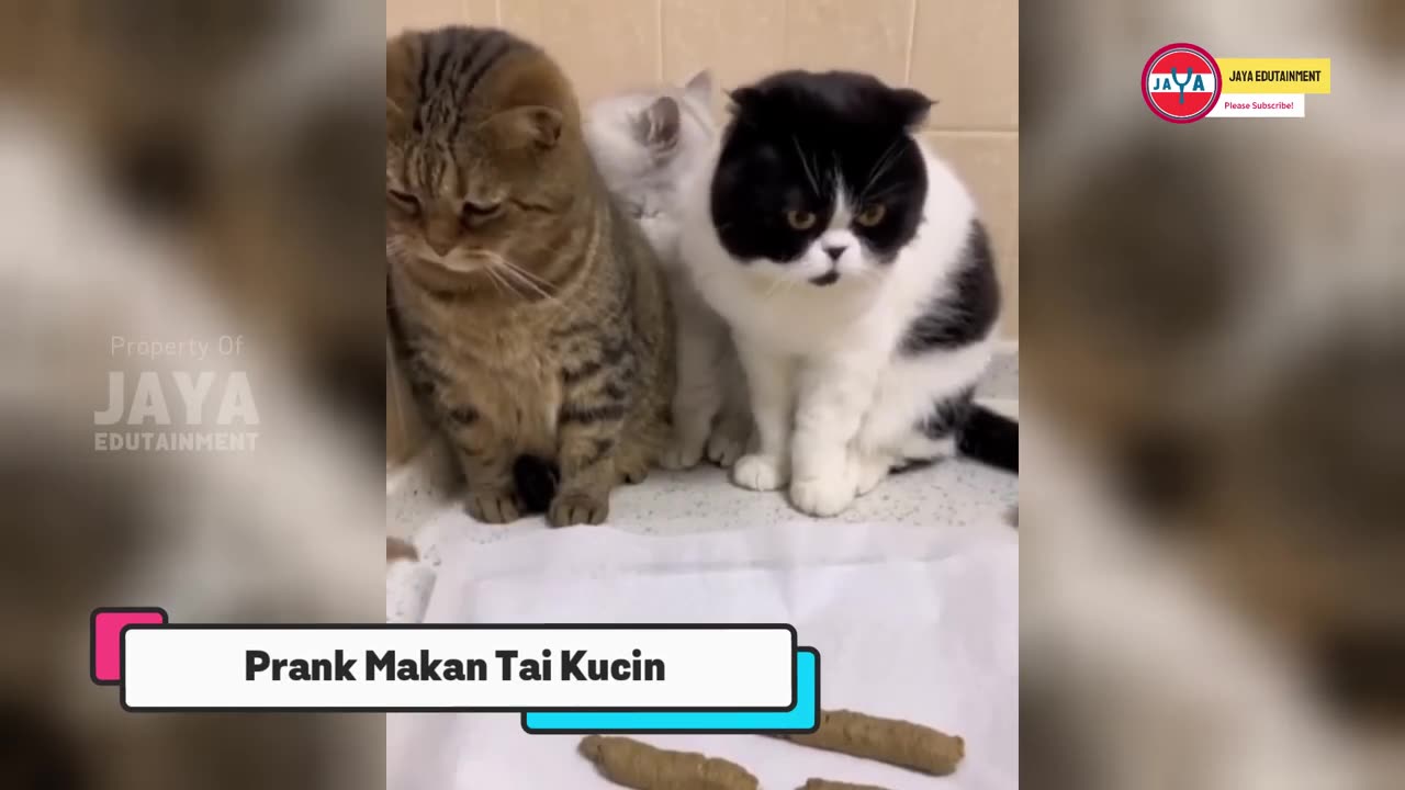 FUNNYCATS MAKE LAUGH