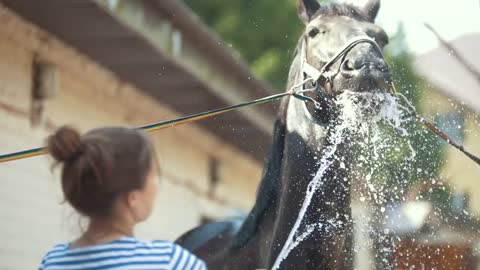 Young woman splashing water on a black horse in the stable