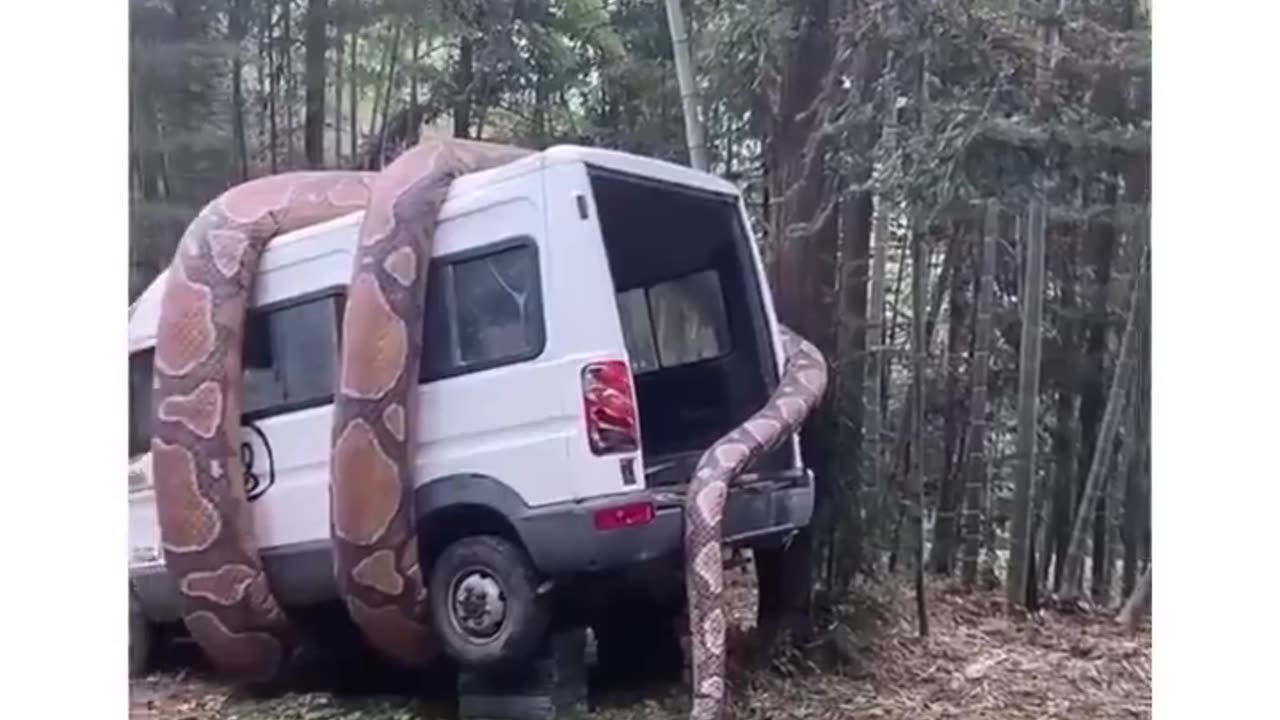 The most immense snake ever taking a car by its grip