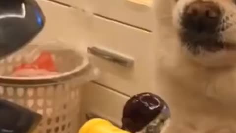 Funny dogs compilation/dogs videos/funny videos