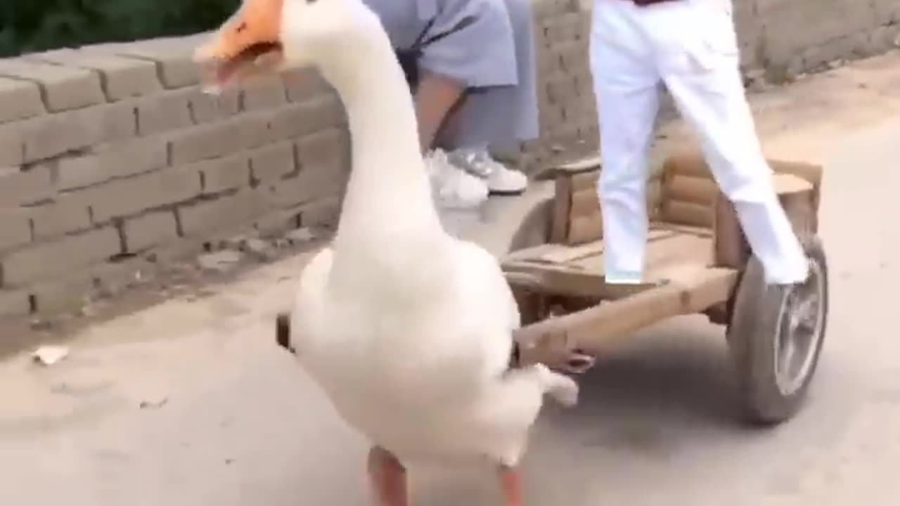 Cute