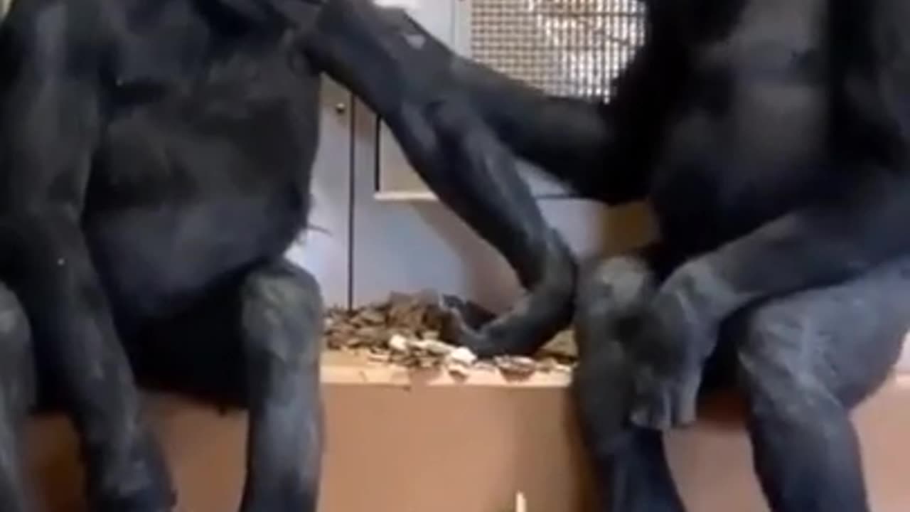 Funny and cute monkey videos_ compilation 2023