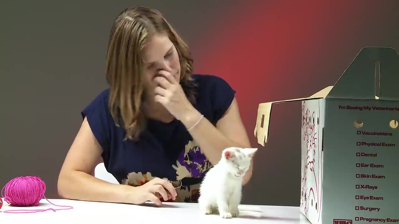 People Who Hate Cats Meet Kittens
