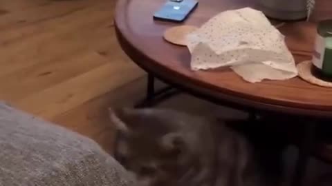 Cat jumping funniest video