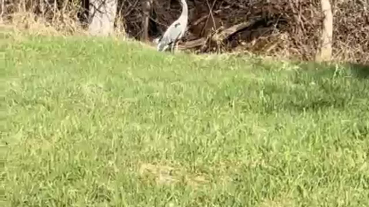 Great Blue Heron