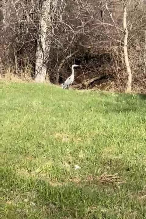 Great Blue Heron