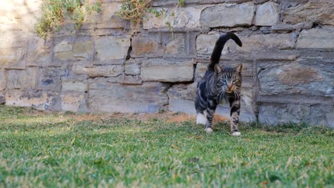 Black teddy cat get exercise