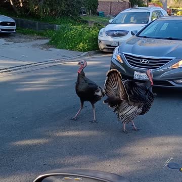 Funny Turkeys gobbling