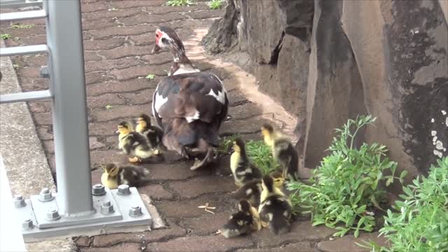 Duck loses its young; you will be moved to tears The ugly duckling