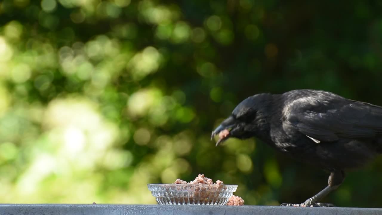 a greedy crow found his dinner -look what he did to have it all