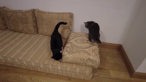 Cat Bites Other Cats Butt