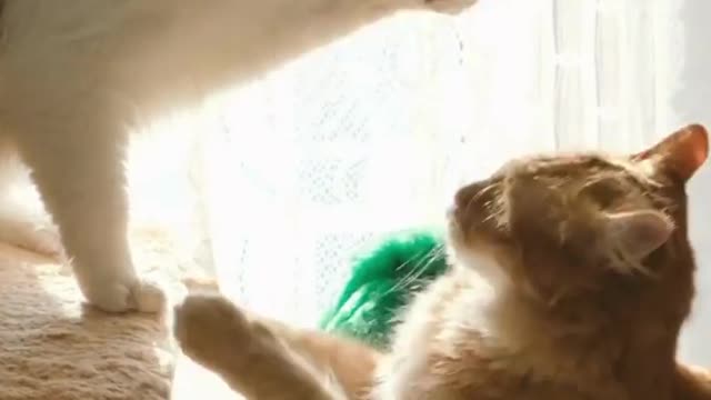 #Cat Fighting #Short #Billa Cute Pet Lovers