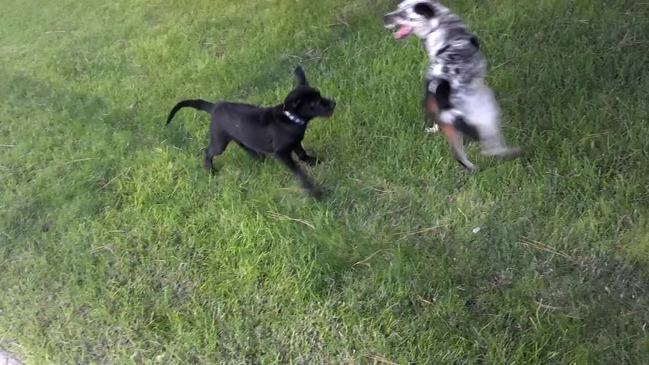 Puppy meeting - puppies playing in the park