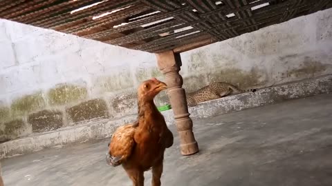 Cat fighting with a little rooster