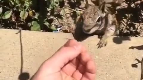 Squirrel Didn't Like That One Bit