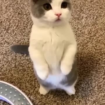 Elvis Presley - His Latest Flame (Remix)