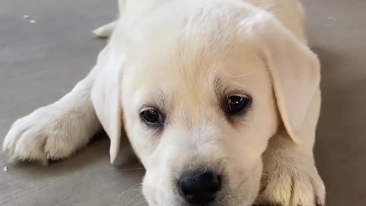 #dog