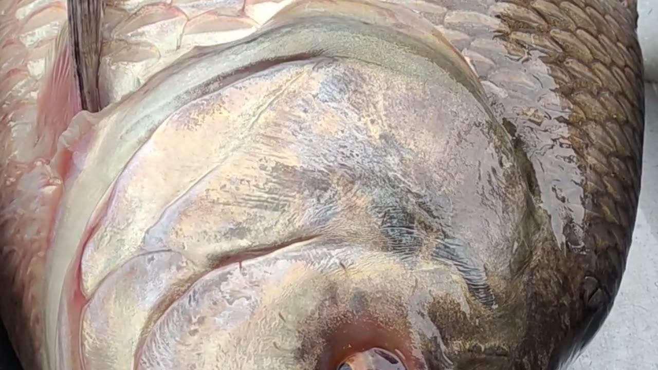 Giant Katla Carp Fish Live Video In Fish Market#shorts